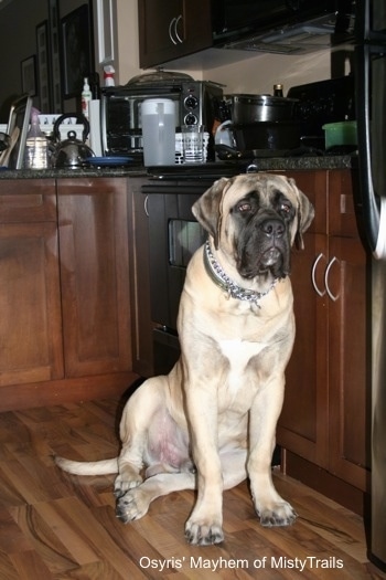 A tan with black English Mastiff is sitting on a hardwood floor next to a cherry wood cabinet and it is looking forward in a kitchen. The dog is almost as tall as the countertop